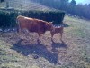 Vache Pontremolese