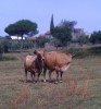 Race bovine Pontremolese