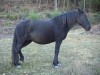 Pony de Monterufoli